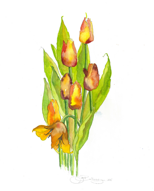 Summer Tulips